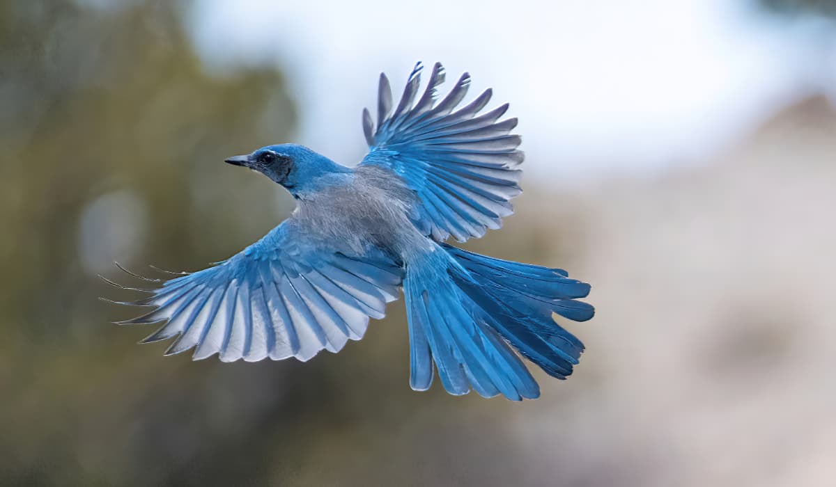 Variety of backyard birds commonly found in Southern California gardens and residential areas