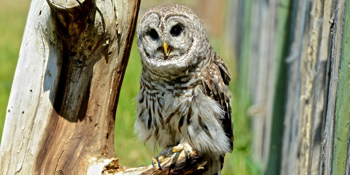 Barred owl perched on a tree trunk showing its distinctive striped feathers and dark eyes