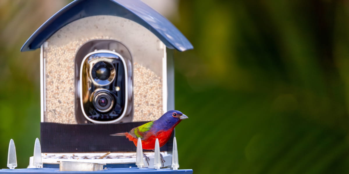 Smart bird feeder camera capturing a colorful songbird for birdwatching enthusiasts