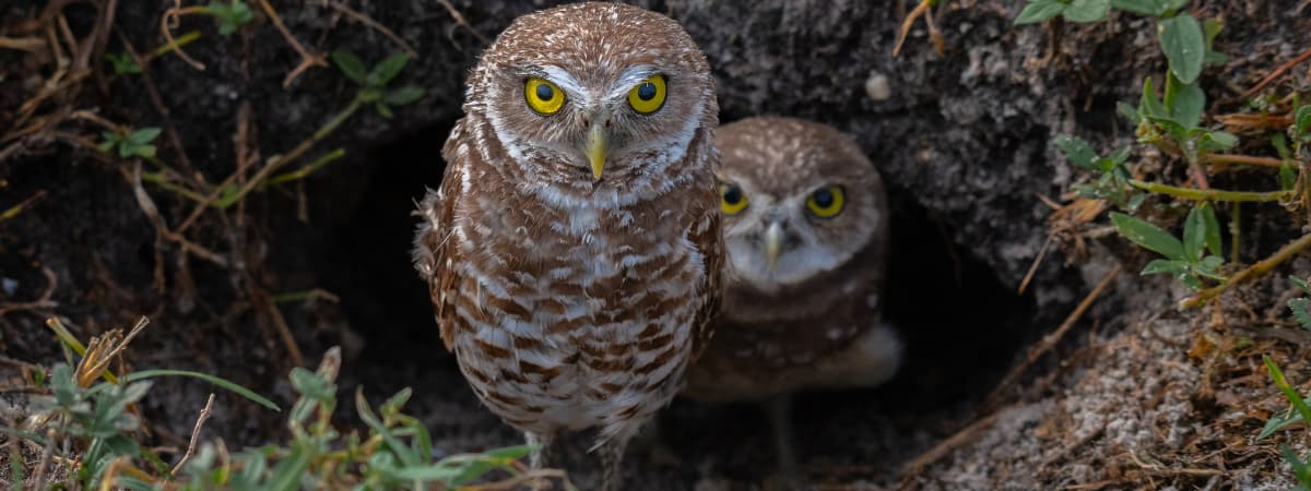Two burrowing owls standing at burrow entrance in open grassland habitat
