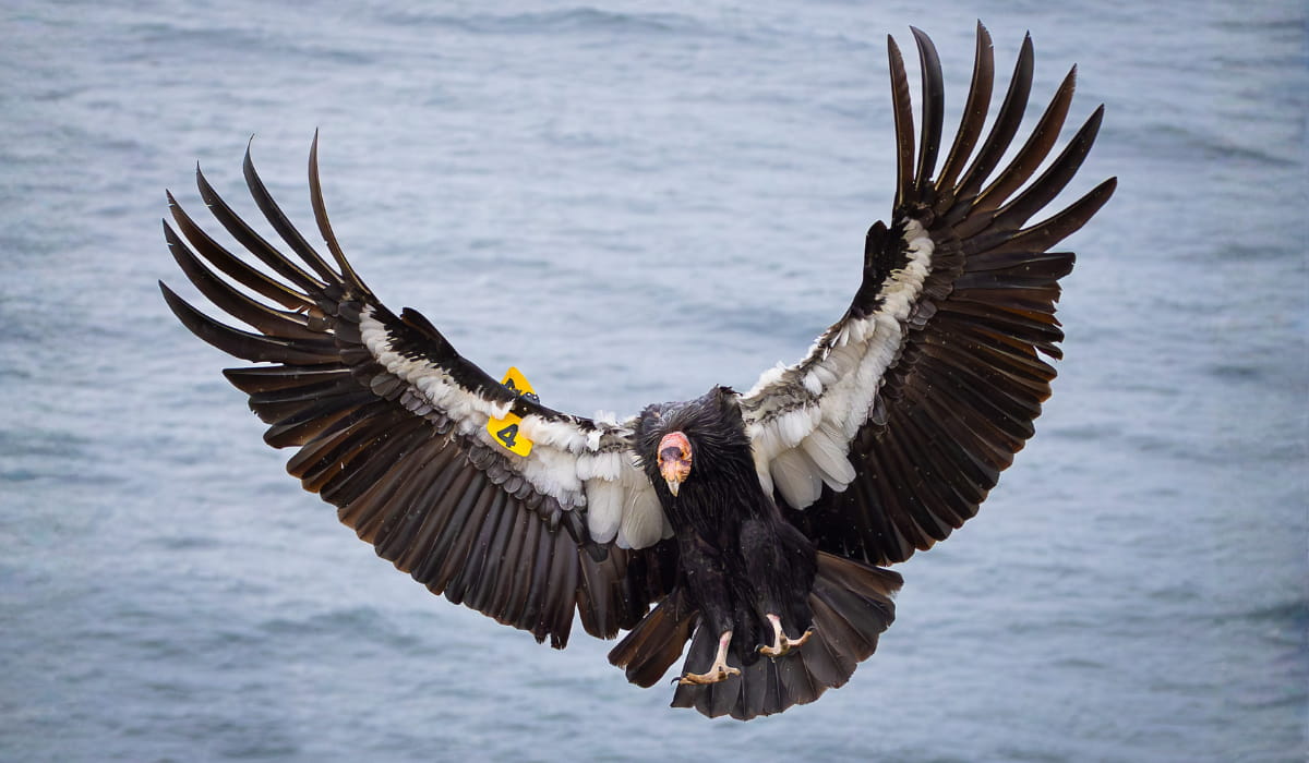 California condor soaring over coastal waters with nearly 10-foot wingspan