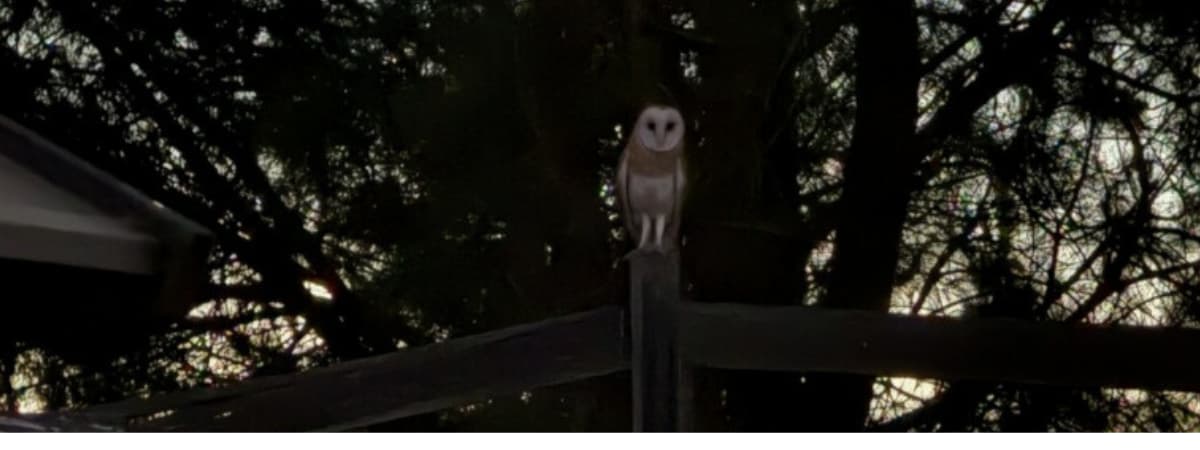 Barn owl stepping out at twilight on RBO property showing owls aren’t always nocturnal