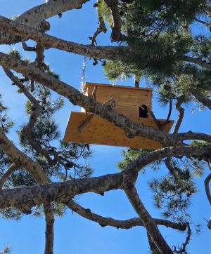 It's time to put the Barn Owl's owl box on tree.