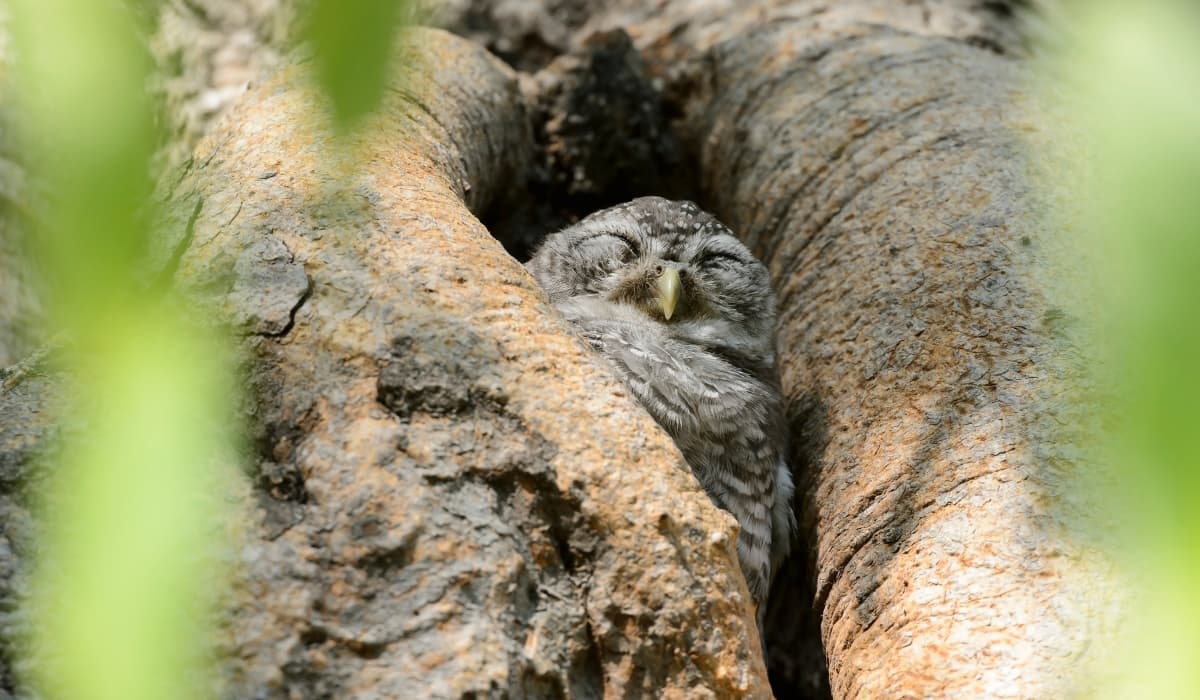 Owl sleeping in a tree cavity during the day, showing how owls sleep in sheltered roosting spots
