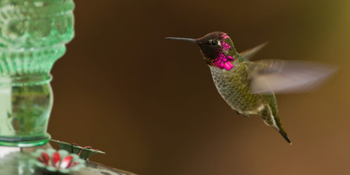 Hummingbird hovering near a feeder, a great gift for bird lovers who enjoy backyard wildlife