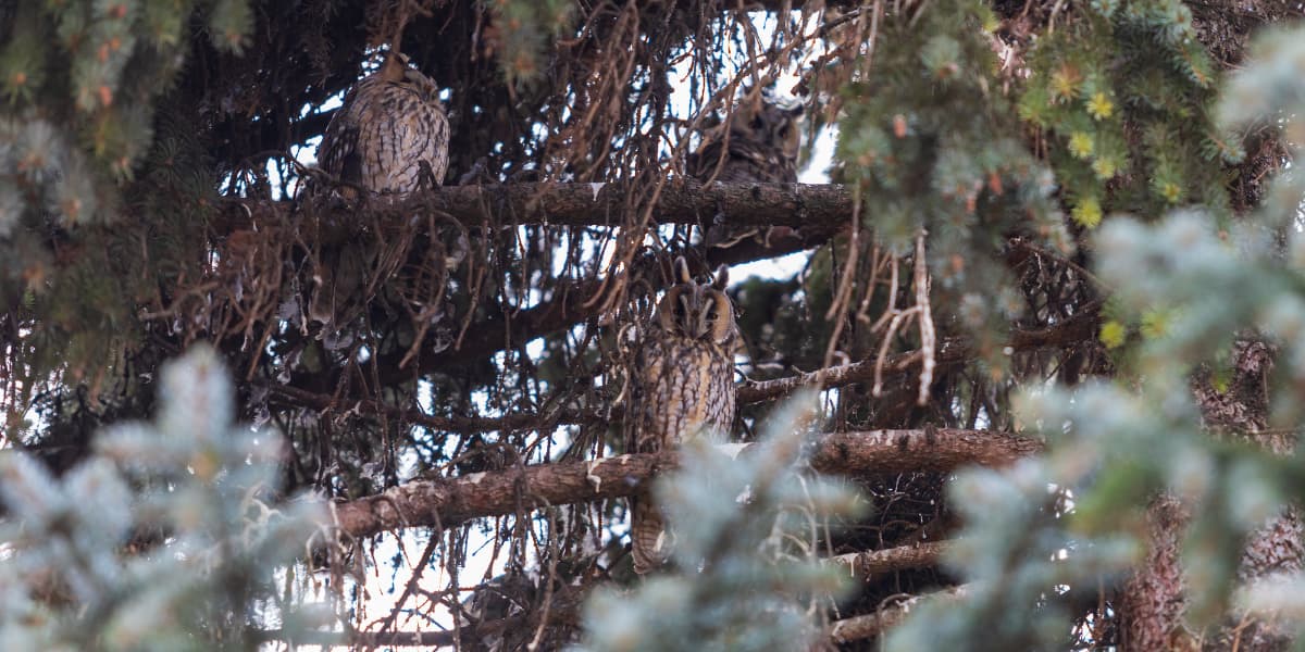 Group of long eared owls roosting together in dense tree branches, nearly hidden among foliage