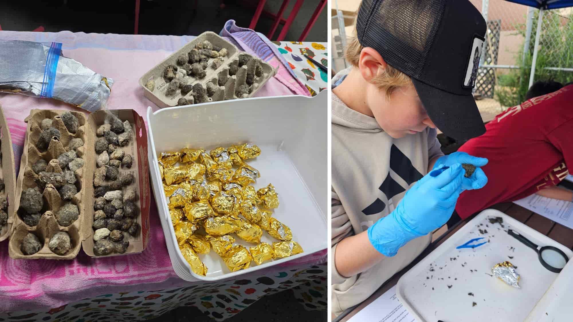 Boy dissecting owl pellets with tongs during school activity, learning fun facts about owls and their natural recycling habits.