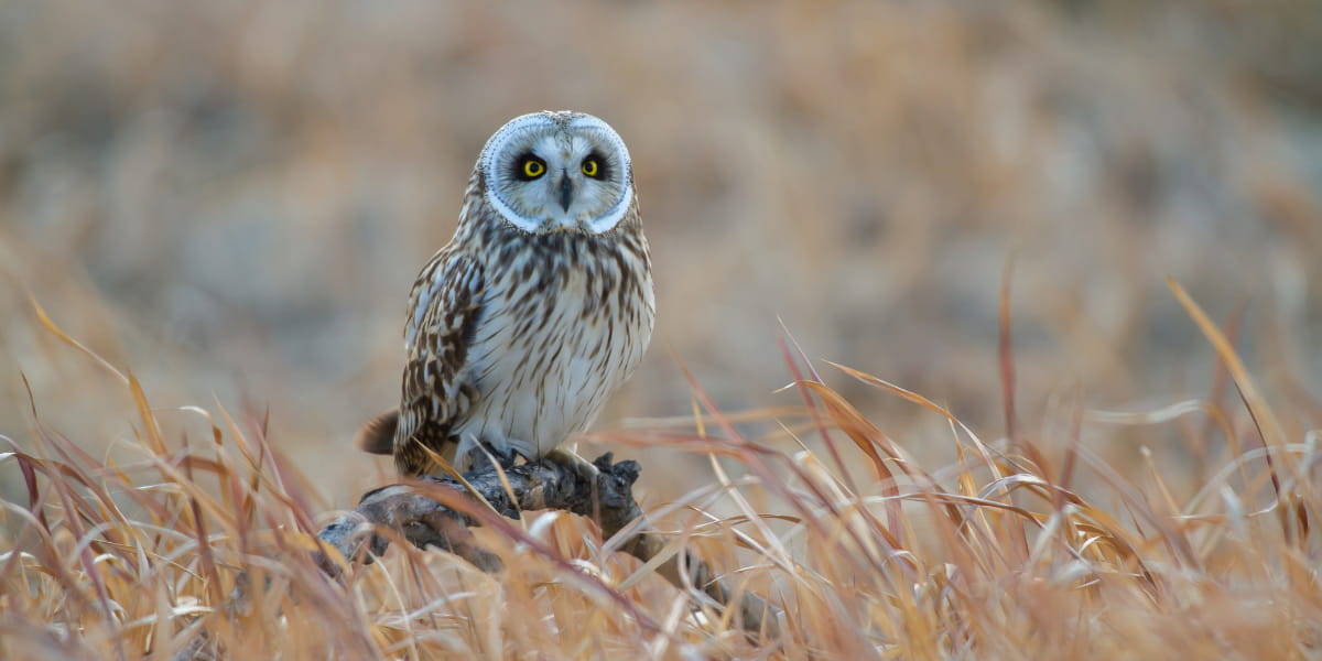 Short eared owl perched in open grassland habitat, one of its preferred environments