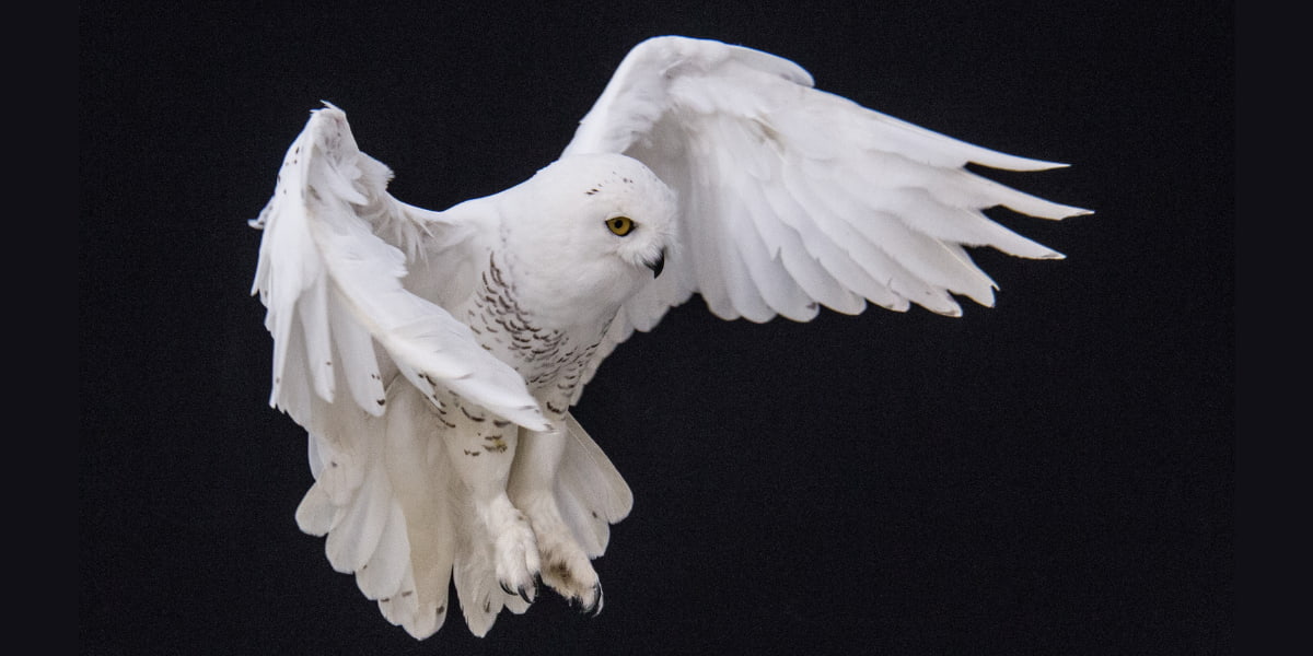 Snowy owl spreading its wings during flight, showing adaptations for Arctic survival