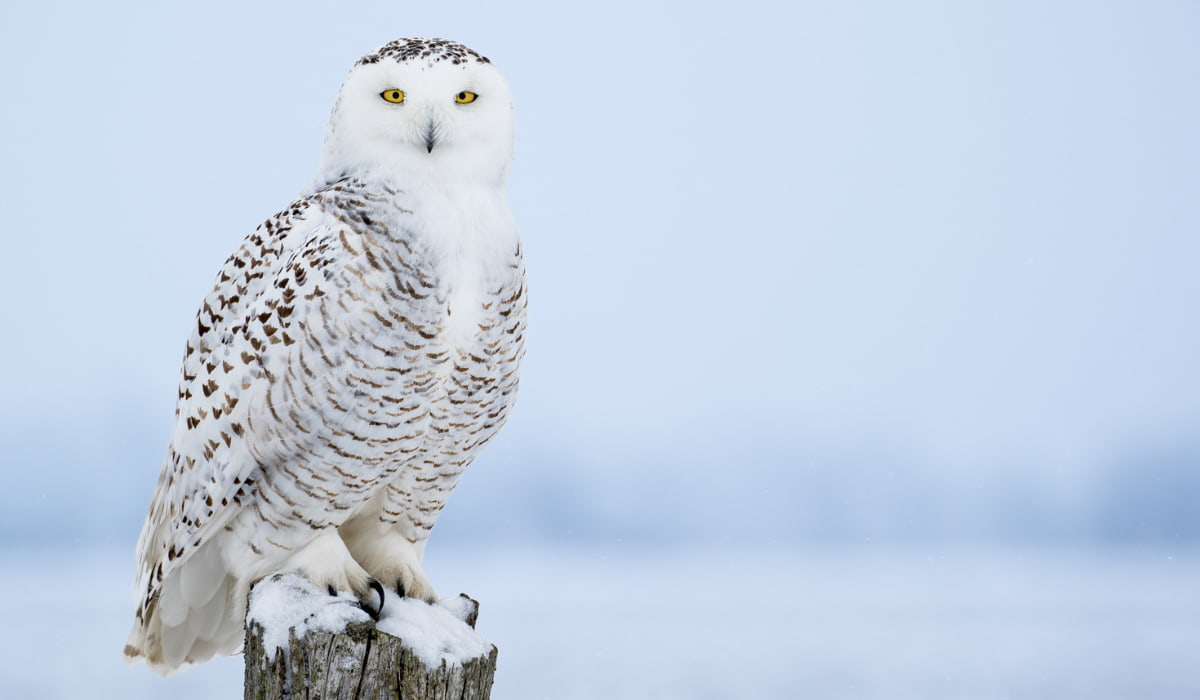 Snowy owl perched on a snow-covered post with bright yellow eyes and white plumage