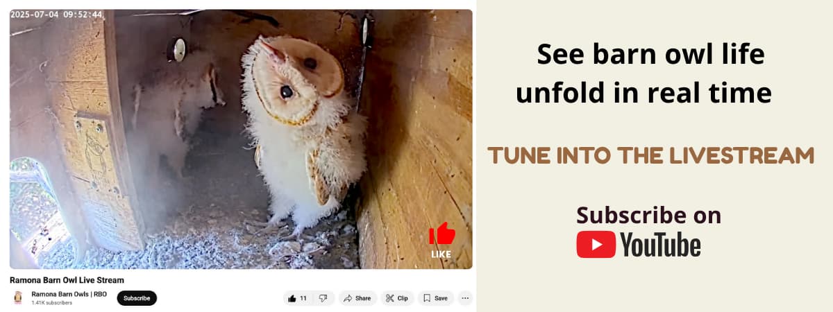 Barn owl on RBOâs livestream turning its head 180 degrees to face the camera. Do barn owls mate for life? Watch more on our YouTube channel.