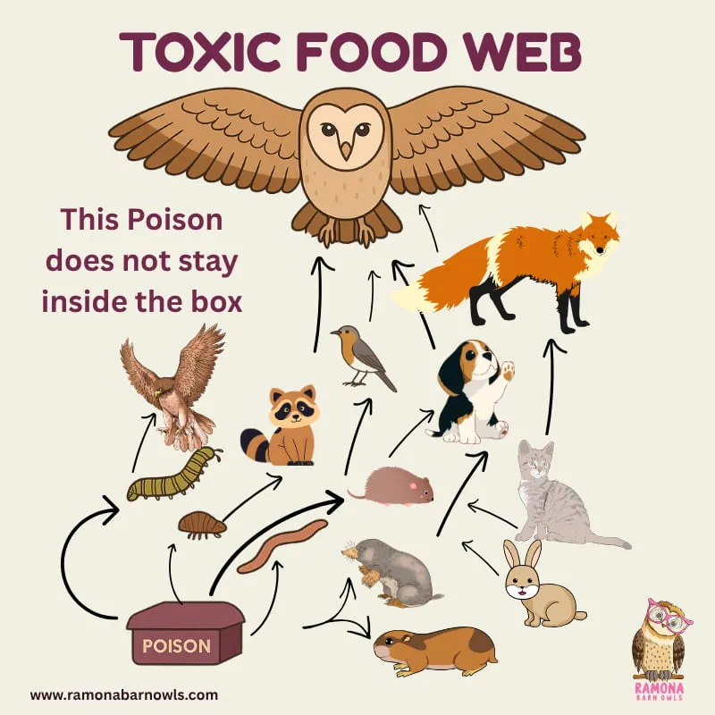 Illustration showing how rodent poison moves through the food chain and affects wildlife