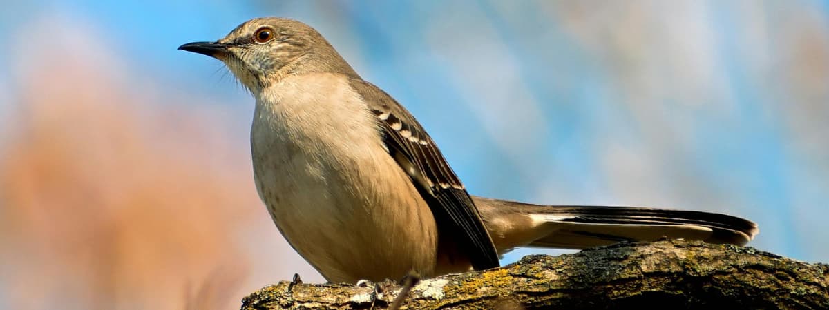 Northern mockingbird perched on a branch, known for mimicking sounds in backyard environments