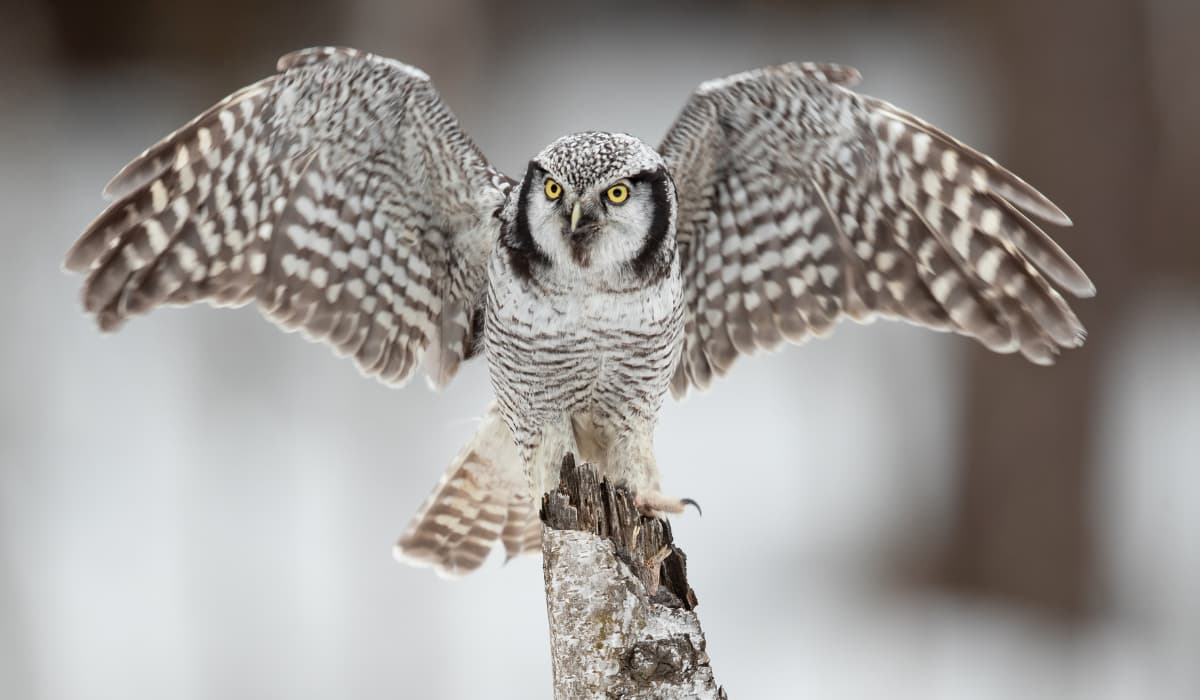 Northern hawk owl perched with wings spread in a snowy boreal forest